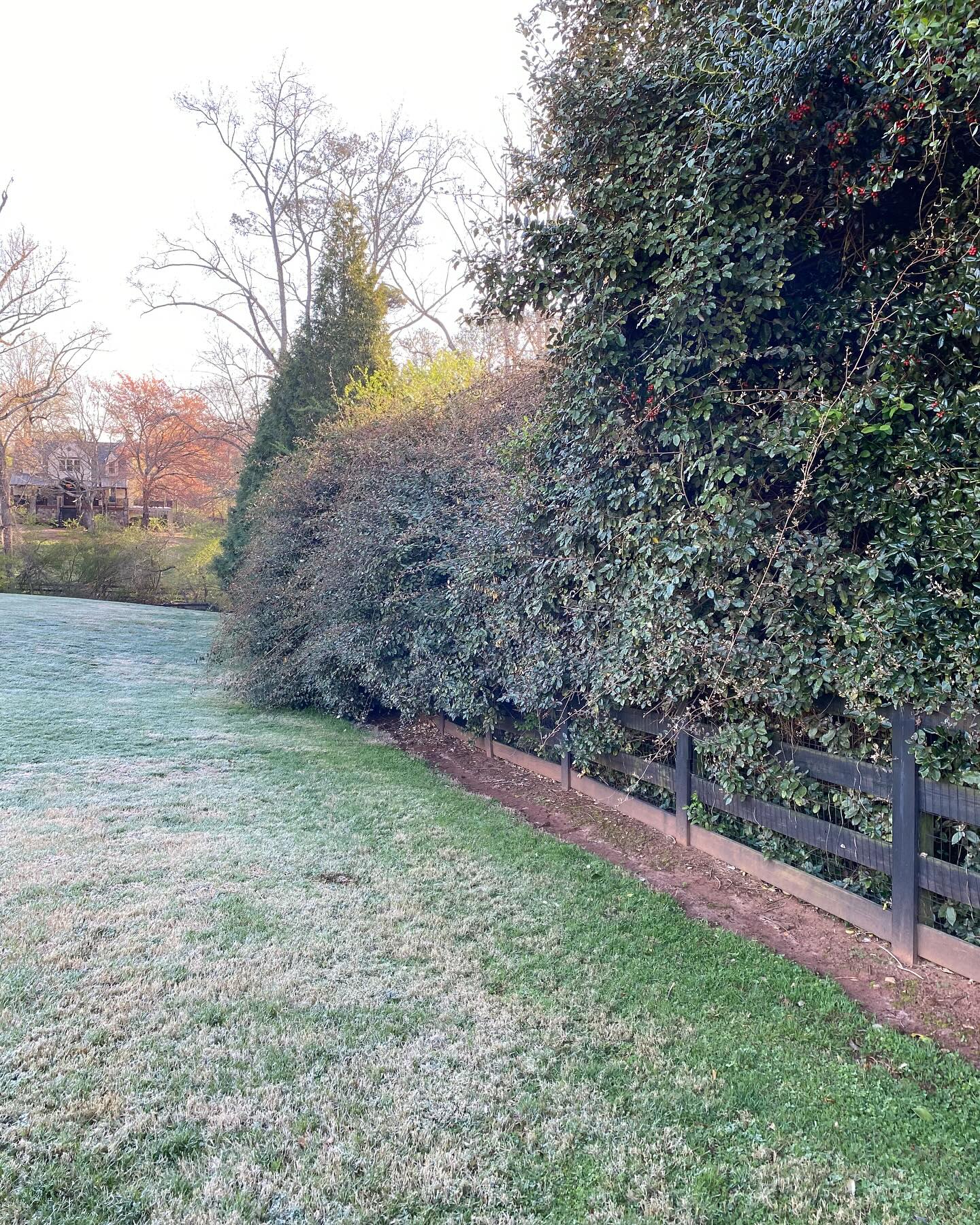 Outgrown Bush Transformation